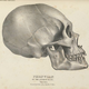 Illustration for article titled The 9 Most Influential Works of Scientific Racism, Ranked